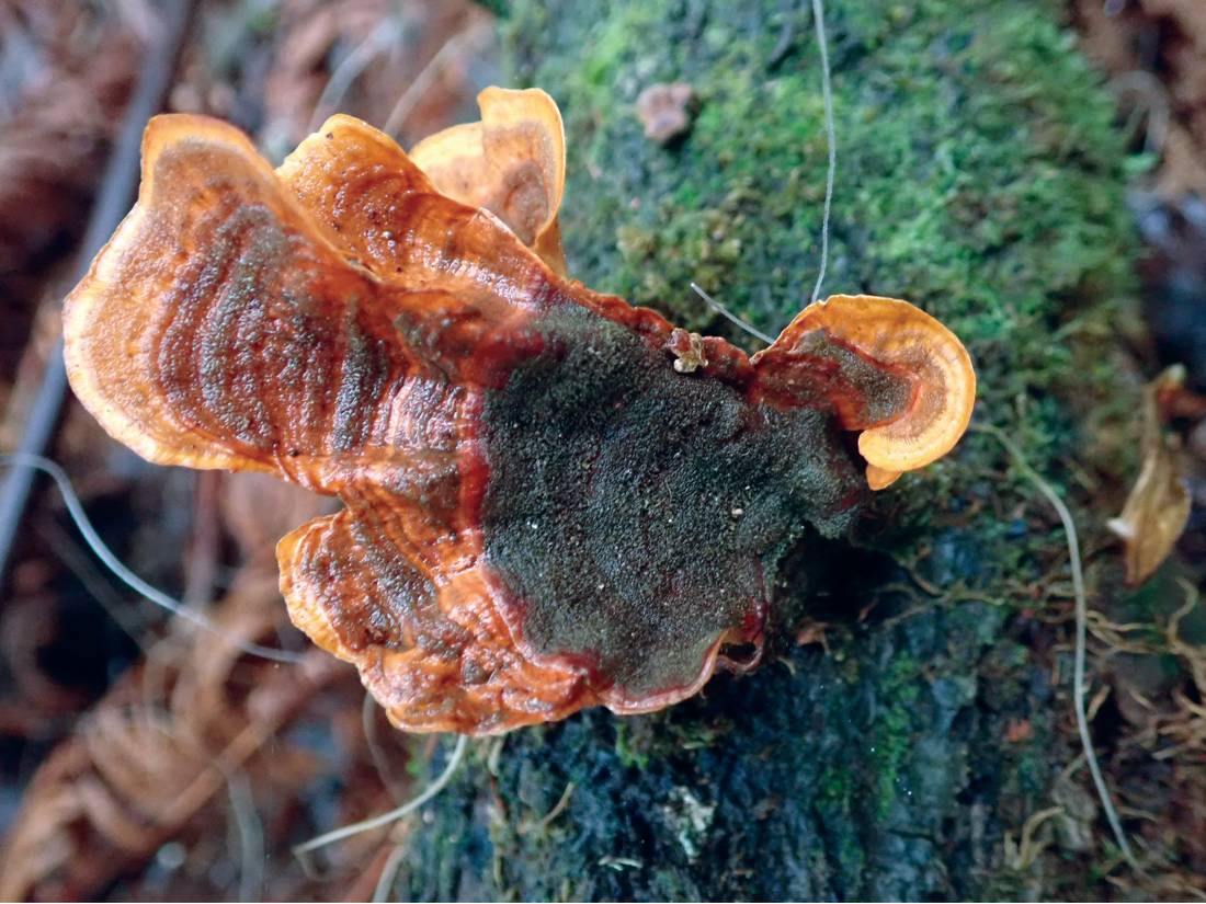 Bracket Fungi |  <i>Holly-Mae Bedford</i>