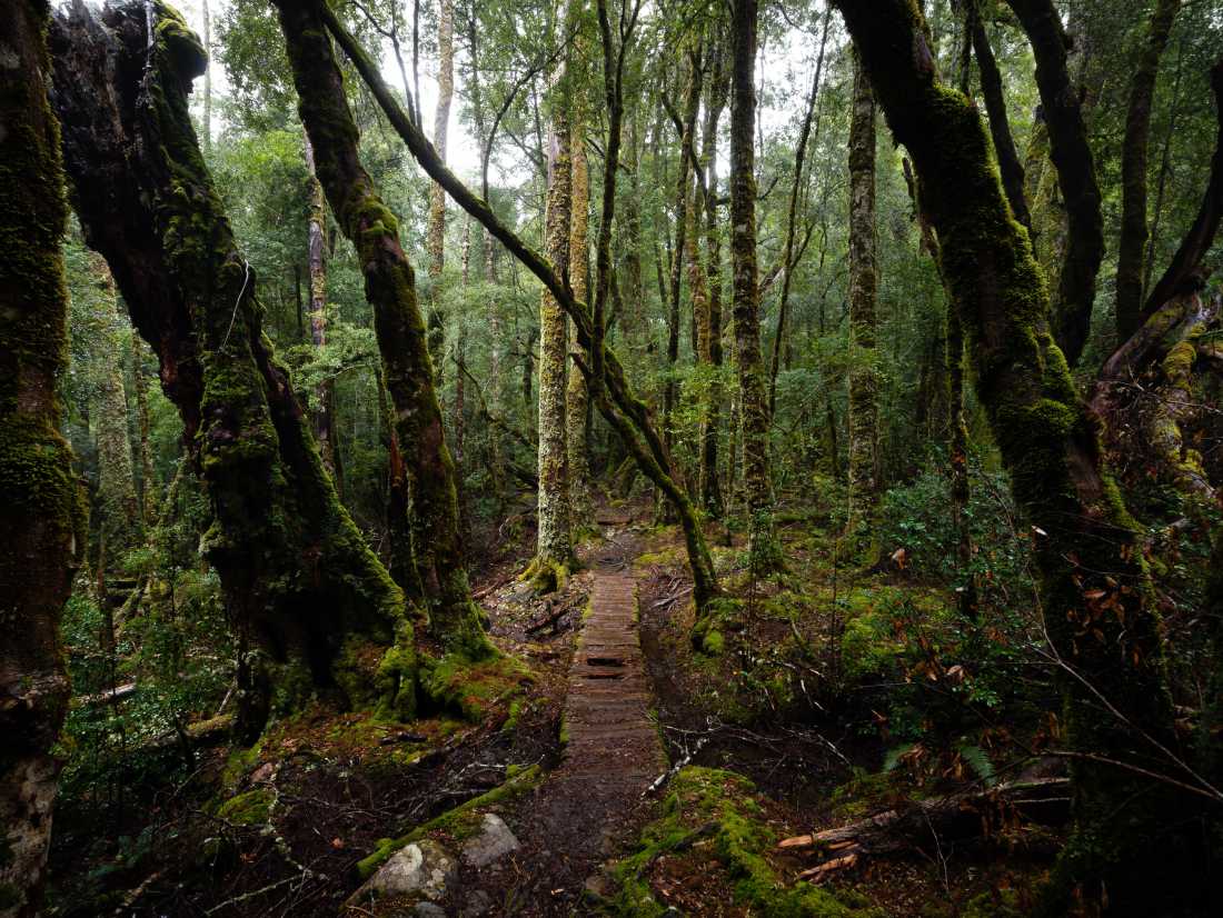 Discover the Overland Track's World Heritage wilderness |  Matt Horspool